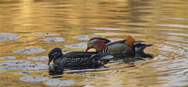 Mandarin ducks (Aix galericulata), male and female, swimming, intense colouring of the water due to sunlight, Hechtsee, Kufstein, Tyrol, Austria, Europe