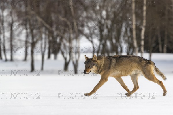 One male eurasian gray wolf (Canis lupus lupus) walking thru deep snow with a forest in the background