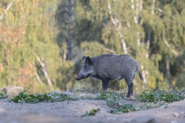 One adult wild boar or wild pig (Sus scrofa) walking over an opening with a forest in first autumnal colours in the background