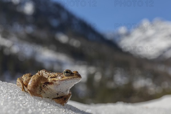 One common frog, Rana temporaria, sitting on snow in early springtime, heading for the mating pond. Mountains in the distant background