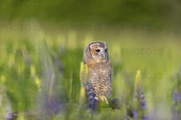 One young Ural owl (Strix uralensis) sitting on a branch lying in a field of flowering lupines in late evening light