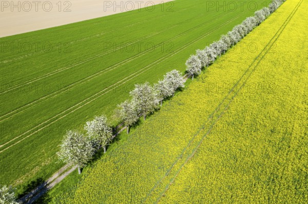 Aerial view of a rape field (Brassica napus) in bloom and a field path with blossoming fruit trees, pear tree (Pyrus), near Ganzig, Liebschützberg, Saxony, Germany, Europe