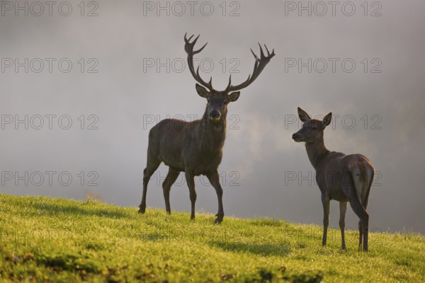A red deer hind and a stag (Cervus elaphus) stand backlit on a meadow. Early morning light with a forest in mist and fall foliage in the background
