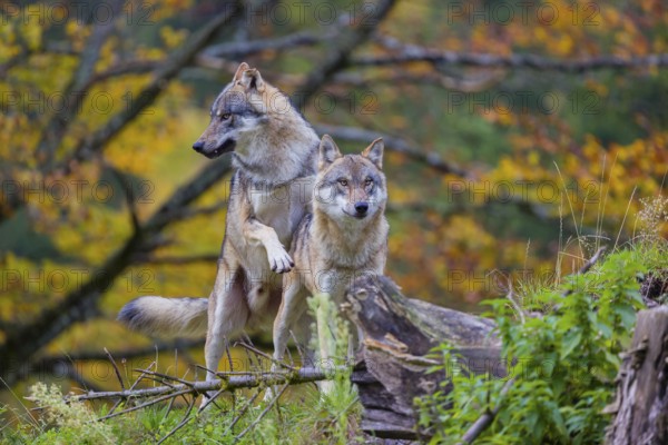 Two eurasian gray wolves (Canis lupus lupus) meet on a hill, show some social behaviour. A forest in fall colours in the background