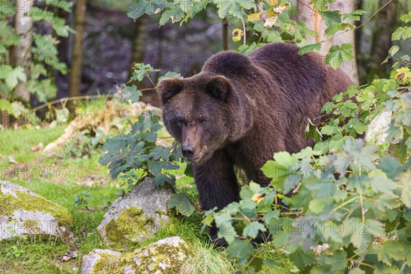 A young male Eurasian brown bear (Ursus arctos arctos) stands on a forest edge behind green vegetation, watching something