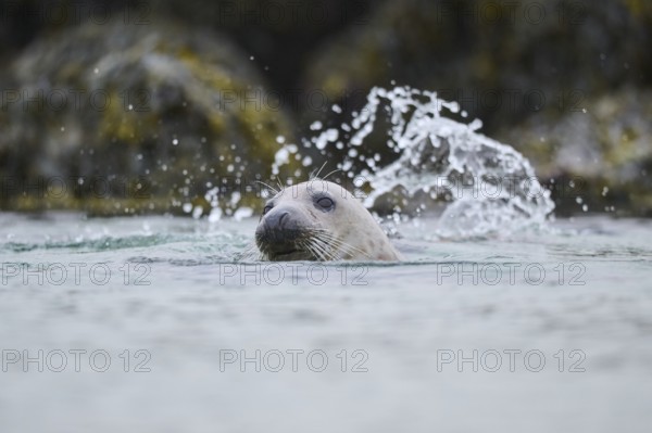 Grey seal (Halichoerus grypus) looking out of the water while swimming in the sea, Düne, Helgoland, Schleswig-Holstein, Germany, Europe
