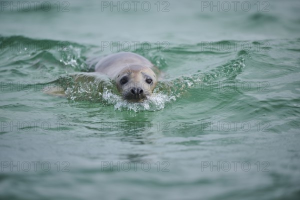 Grey seal (Halichoerus grypus) looking out of the water while swimming in the sea, Düne, Helgoland, Schleswig-Holstein, Germany, Europe