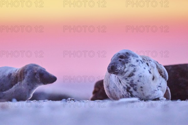 Grey seal (Halichoerus grypus) lying on the beach at sunset, Düne, Helgoland, Schleswig-Holstein, Germany, Europe
