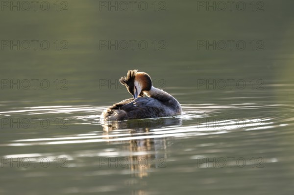 Great Crested Grebe (Podiceps Scalloped ribbonfish), Vulkaneifel, Rhineland-Palatinate, Germany, Europe