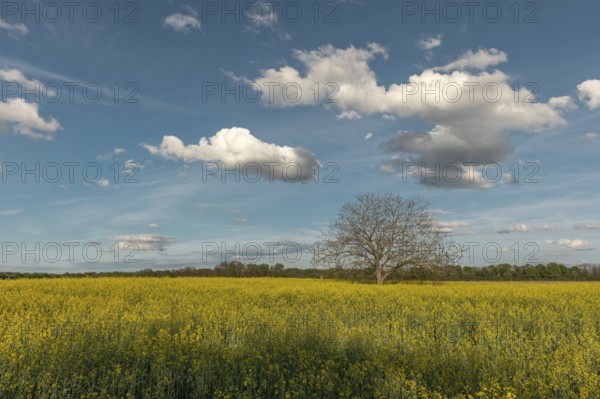 A field with yellow flowers and a tree in the centre. The sky is blue with some clouds. Bas Rhin, Alsace, France, Europe