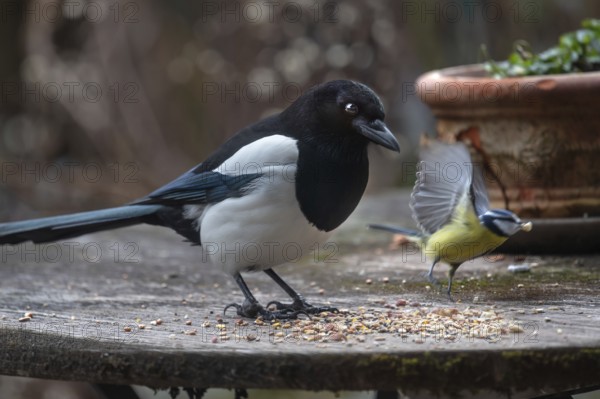 Magpie (Pica pica) and fugitive blue tit (Cyanistes caeruleus) at the feeding site, Bavaria, Germany, Europe