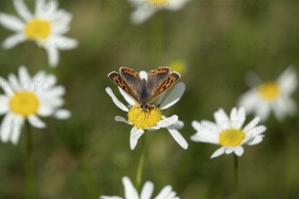 Small copper butterfly (Lycaena phlaeas) adult insect feeding on a Mayweed flower in summer, England, United Kingdom, Europe