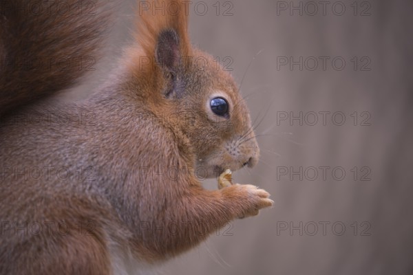 One Red squirrel or Eurasian red squirrel (Sciurus vulgaris) feeding on peanut. Trees in the background. Portrait sideview