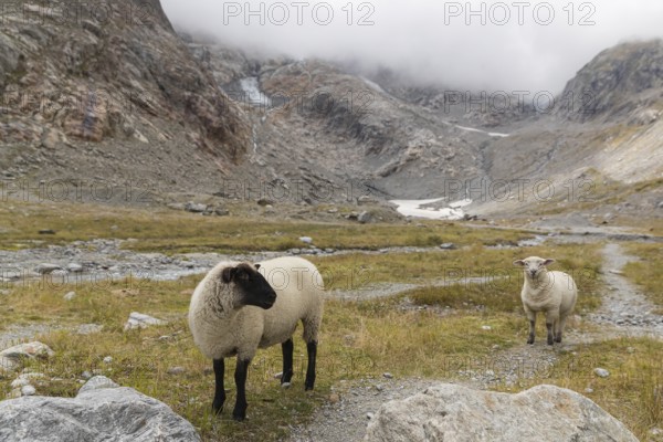 Sheep (Tiroler Steinschaf) at the foot of the Steinlimi glacier, Gadmen, Bern, Switzerland, Europe