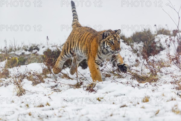 One young Siberian Tiger, Panthera tigris altaica, running over snowy meadow with dense fog in the background