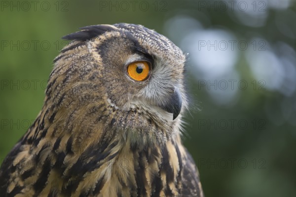 Portrait of an Eurasian Eagle Owl, Bubo bubo. Green vegetation in the background