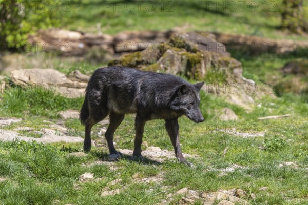 One Timberwolf, Canis lupus lycaon, walking over green grass in an opening of a forest Trees and green grass in the background