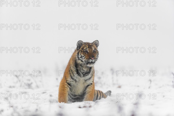 One young Siberian Tiger, Panthera tigris altaica, running over snowy meadow with dense fog in the background