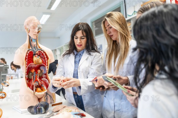 Medical students examining anatomical model and organ replicas during anatomy class in university laboratory