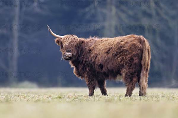 Highland cattle (Bos taurus), adult animal with one horn, Switzerland, Europe