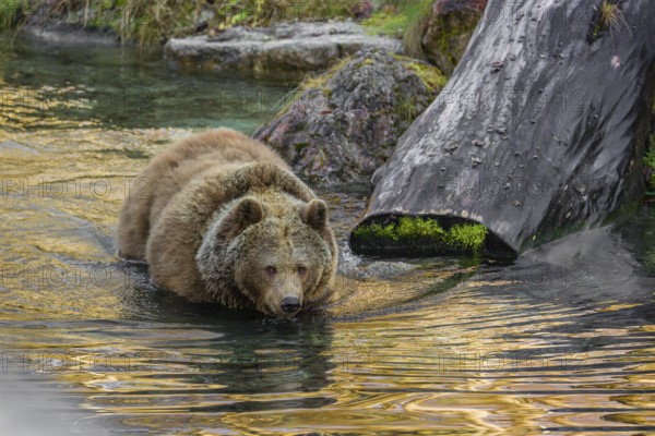 An adult female brown bear (Ursus arctos arctos) runs from hilly area with trees and rocks into a small stream