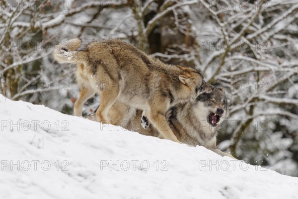 A young grey wolf (Canis lupus lupus) plays with its father on the sloping, snow-covered meadow on a cold, cloudy day