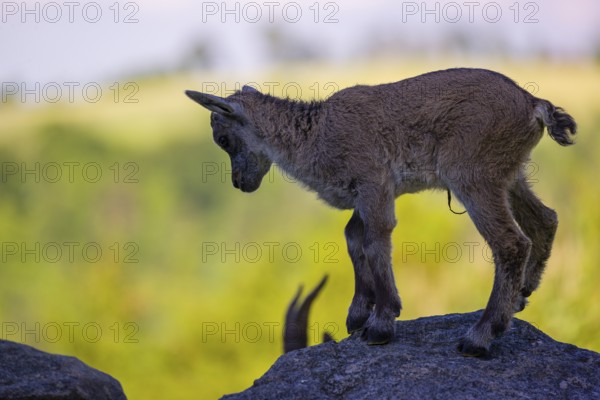 One baby ibex (Capra ibex) stands on a rock