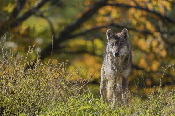 One eurasian gray wolf (Canis lupus lupus) standing on a small hill in green vegetation, with a colourful fall foliage in the background