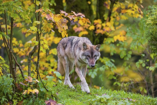 An adult male eurasian gray wolf (Canis lupus lupus) runs on hilly terrain on a green meadow, framed by colorful fall foliage