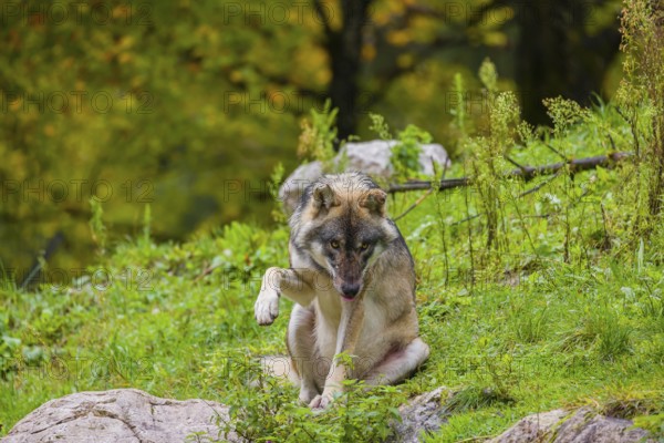 An adult male eurasian gray wolf (Canis lupus lupus) sits on a green meadow on hilly terrain, grooming himself