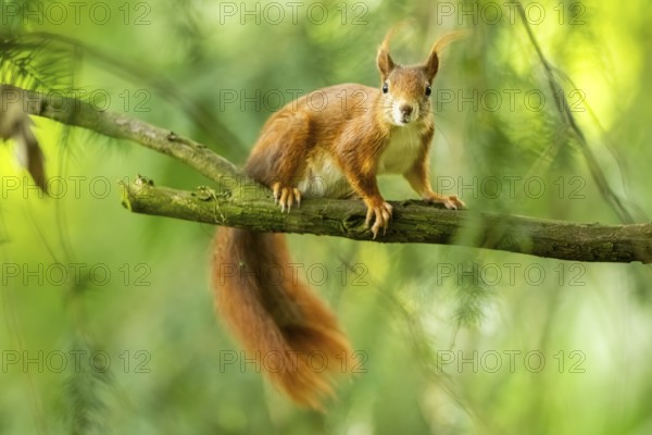 Red squirrel (Sciurus vulgaris) in a forest, Bavaria, Gernany