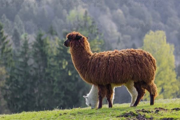 A brown female Alpaca (Vicugna pacos) and its white young stand on a green meadow . A forest is in the distant background