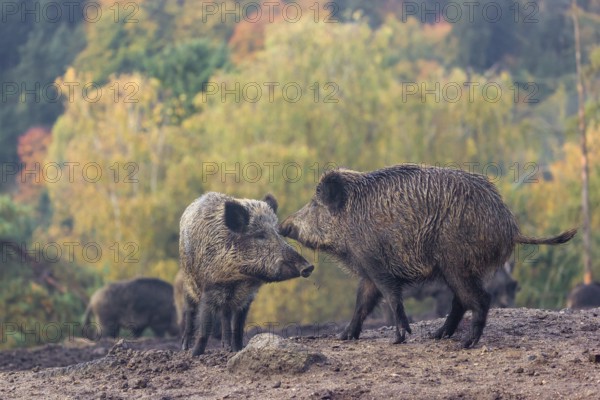 Two wild boars or wild pigs (Sus scrofa) meet and greet in a clearing on hilly terrain. In the background you can see a forest in the fall foliage