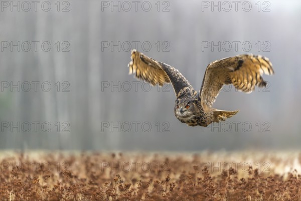 One male Eurasian Eagle Owl, Bubo bubo, flying over a meadow. Slight fog around. A forest in the background