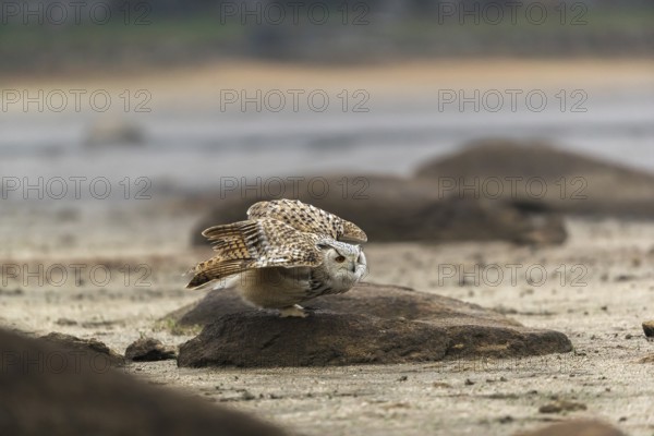 One Siberian Eagle Owl (Bubo bubo sibiricus) landing on a rock at a dry lakeshore on an autumnal misty cold morning