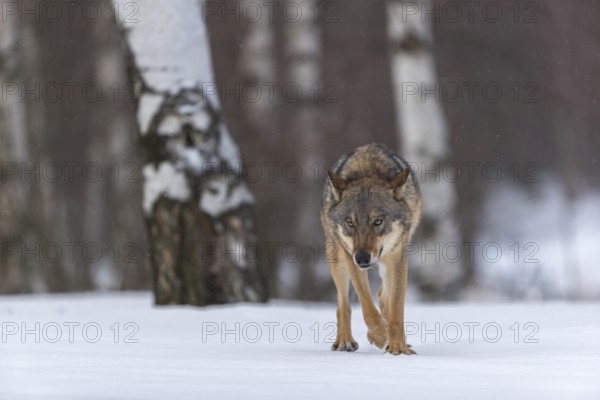 One male eurasian gray wolf (Canis lupus lupus) walking thru deep snow with a forest in the background