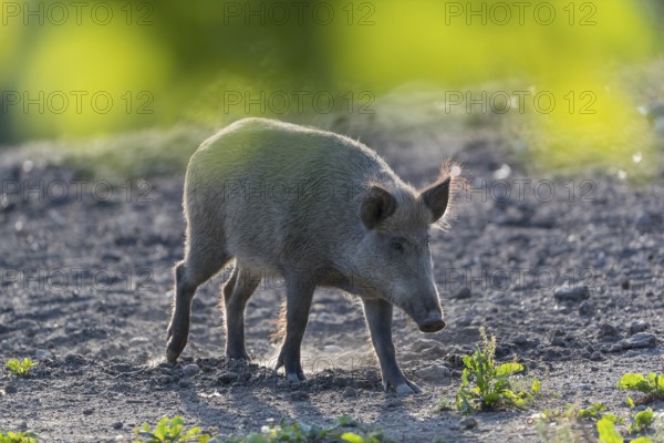 One wild boar or wild pig (Sus scrofa), standing on a meadow with little vegetation and a green forest in the background