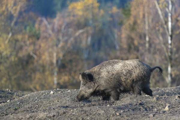 One wild boar or wild pig (Sus scrofa), walking over an opening in early morning light, searching for food, with an autumnal colored forest in the background
