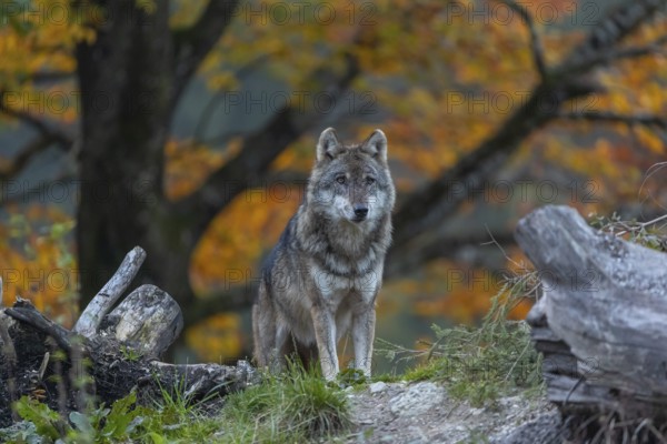One eurasian gray wolf (Canis lupus lupus) standing between logs on a hill with a forest in fall colours in the background