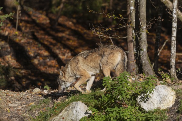 One eurasian gray wolf (Canis lupus lupus) walking along a forest edge through green vegetation