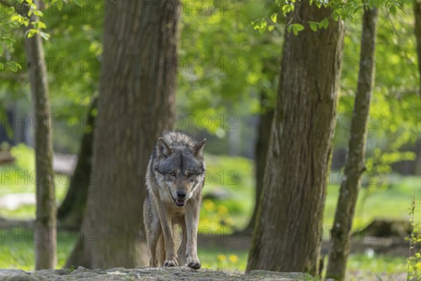 One eurasian gray wolf (Canis lupus lupus) walking over a rock in an open forest. Grass, logs and trees in the background