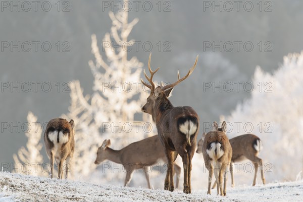 A Japanese sika deer stag (Cervus nippon nippon) walks away with a group of hinds across a meadow covered with hoarfrost in hilly terrain. A forest covered in hoarfrost can be seen in the background