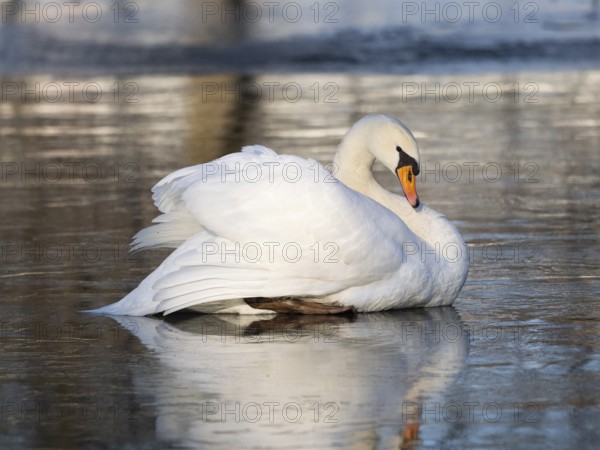 Mute Swan (Cygnus olor), a female bird resting on a frozen lake, Hesse, Germany, Europe