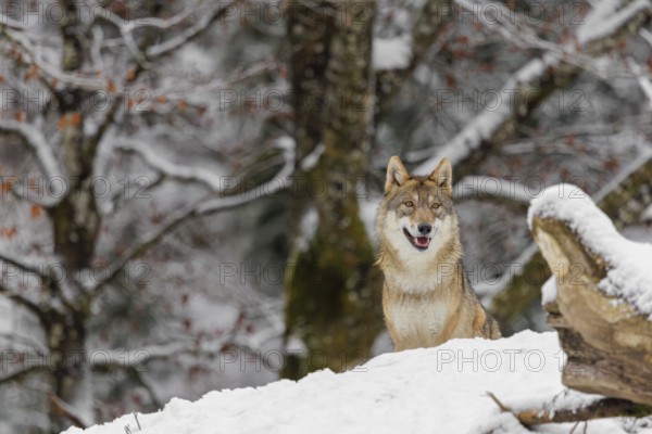 A grey wolf (Canis lupus lupus) stands on a snow-covered hill behind a fallen tree on a cold, cloudy day. A forest can be seen in the background