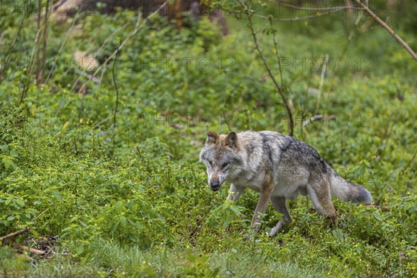 One adult eurasian gray wolf (Canis lupus lupus) walking through the green undergrowth at a forest edge