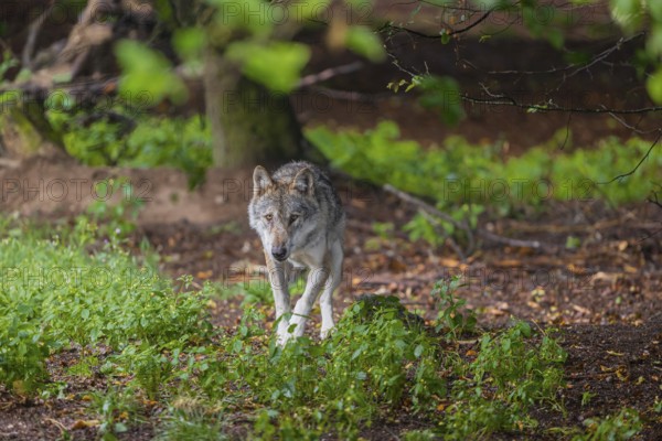 One adult male eurasian gray wolf (Canis lupus lupus) walking through the green undergrowth at a forest edge