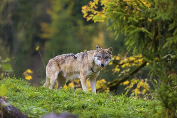 One eurasian gray wolf (Canis lupus lupus) stands on a hill, observing the area. A forest in fall colours in the background