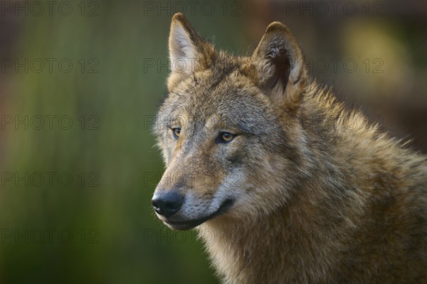 Wolf (Canis lupus), with lateral view and soft lighting in a natural environment, Germany, Europe