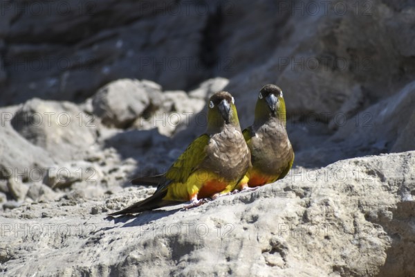 Free-living rock parakeets (Cyanoliseus patagonus) in the world's largest parrot colony in Balneario El Condor, Rio Negro province, Argentina, South America