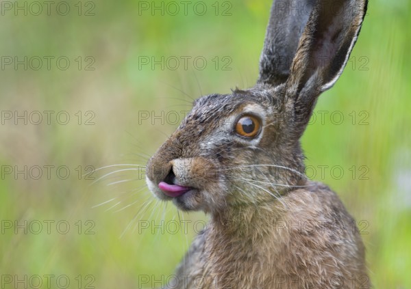 European hare (Lepus europaeus) portrait, tongue visible, wildlife, Thuringia, Germany, Europe